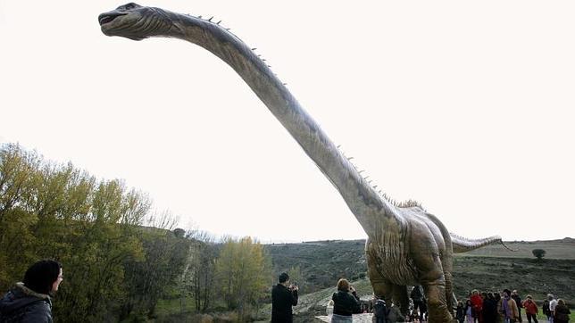 El Museo Paleontológico de Elche expone  vértebras de un dinosaurio único en el mundo