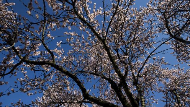 La almendra releva a la aceituna de mesa como cultivo estrella en Sevilla