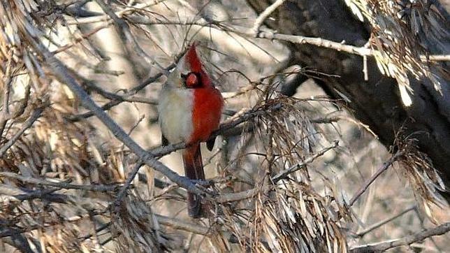 El cardenal ginandromorfo, con la mitad del plumaje del macho y la otra mitad, de la hembra