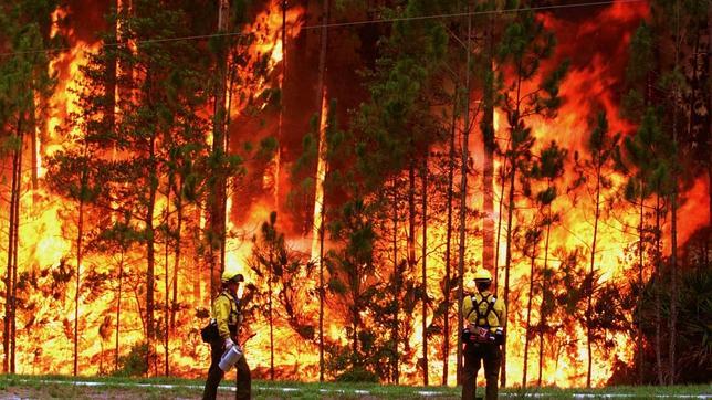 Incendios forestales: la superficie afectada en 2014 es la más baja de la última década