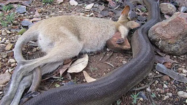 El marsupial fue atrapado mientras se alimentaba de las ciruelas caídas de un árbol