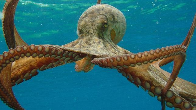 Un pulpo