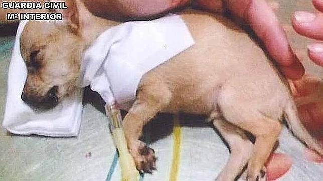 Imputan a un hombre por estafa en la venta de perros enfermos a través de internet