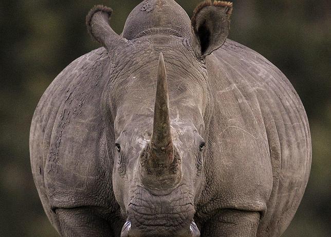 Matanza récord de rinocerontes en Sudáfrica