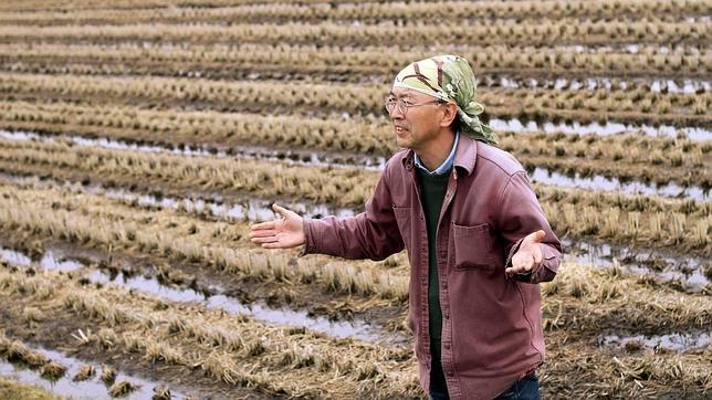 El arroz de Fukushima ya supera los controles de radiación