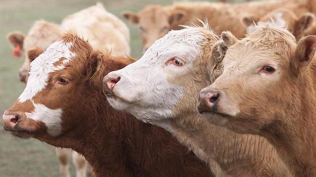 EE.UU. levanta su embargo a la carne de vacuno de la UE impuesto hace 15 años por las «vacas locas»