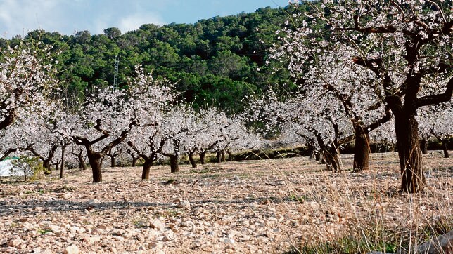 Campo de almendros en flor, en una imagen de archivo captada en en el interior de la provincia de Alicante