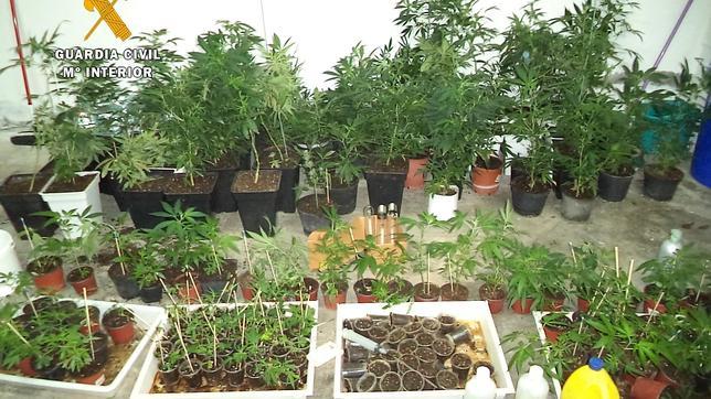 Detenido por cultivar 245 plantas de marihuana en La Puebla de Montalbán