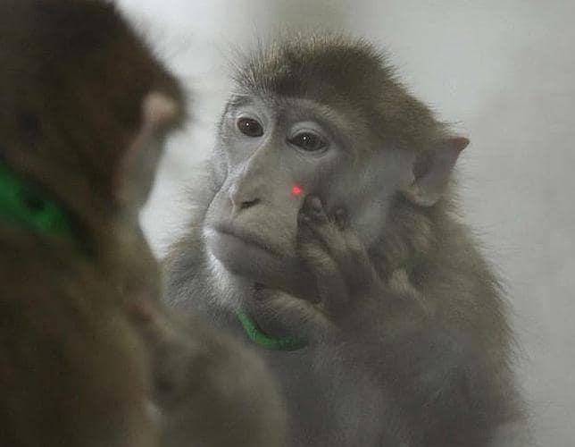 Los monos pueden reconocerse en un espejo