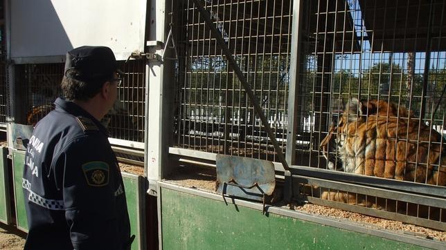 La Guardia Civil interviene un tigre, una pitón y una rapaz en Valencia