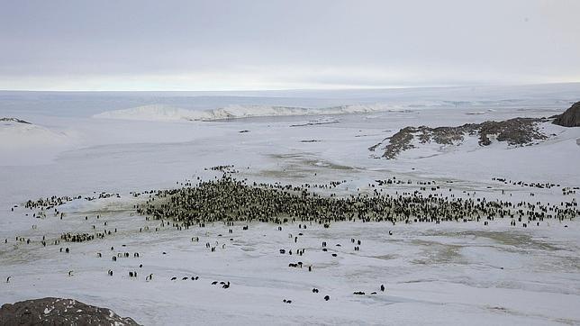 Ejemplares de pingüino emperador