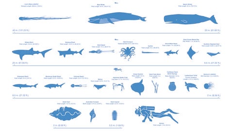 El proyecto analizó los tamaños de 25 especies, desde ballenas y tiburones a gusanos de tubo