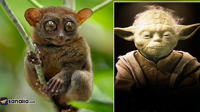 Star Wars: Yoda podría estar inspirado en un extraño primate de Indonesia