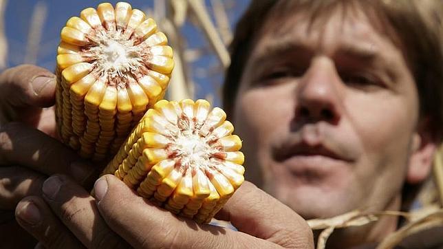 El Parlamento Europeo aprueba que los países puedan prohibir los cultivos de transgénicos