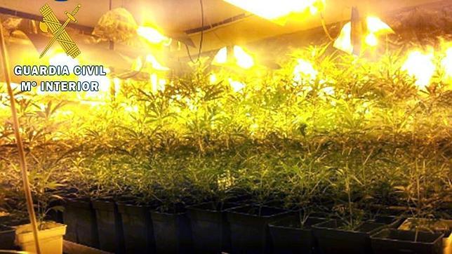 La Guardia Civil desmantela una plantación de marihuana en Casarrubios