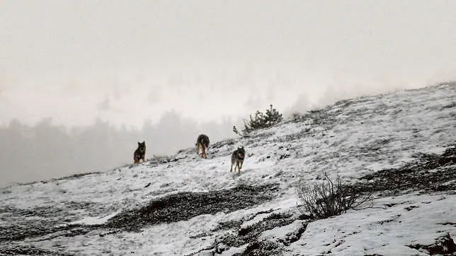 Tres lobos jóvenes se dirigien, al amanecer, hacia el encame, en las montañas palentinas de Fuentes Carrionas