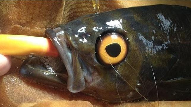 Implantan un ojo falso a un pez para evitar que lo hostiguen sus compañeros de acuario