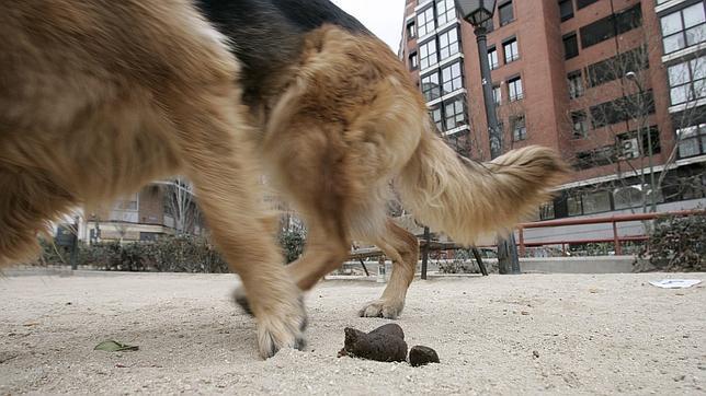 Crevillente identificará con el ADN las heces de perros que no se retiren