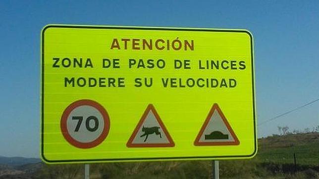 Extremadura ya advierte a sus conductores sobre la presencia de linces