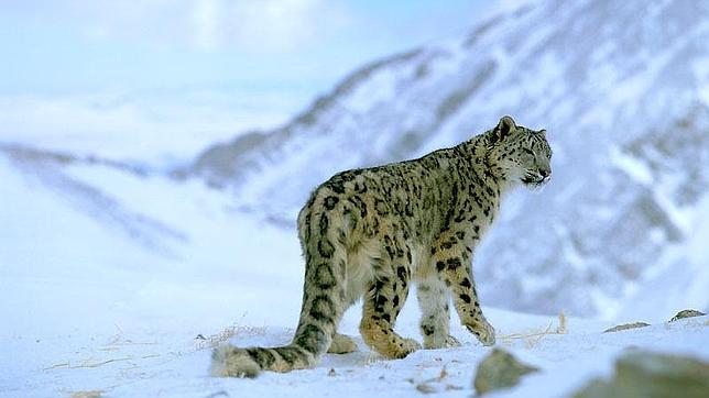 Estos son los 13 nuevos miembros de la Unión Internacional para la Conservación de la Naturaleza