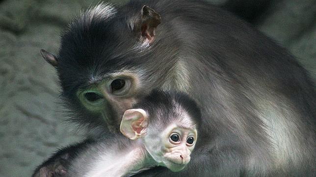 Nace en el zoo una cría de mono mangabey, en peligro de extinción