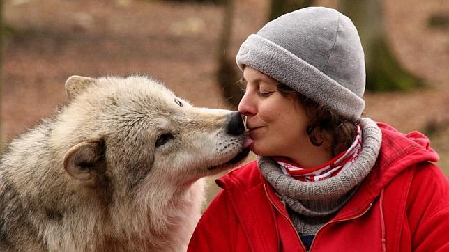 Los lobos son al menos tan tolerantes y solícitos como los perros, según la investigación