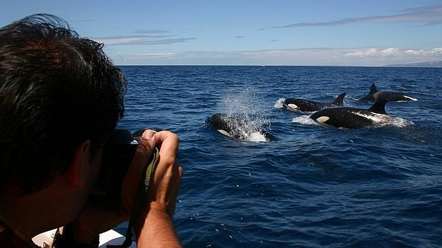 Coalición Canaria pide crear ahora un santuario de ballenas en la zona de los sondeos de Repsol