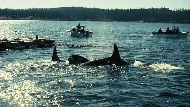 La orca Lolita, que vive en el Acuario de Miami desde 1970, podría ser liberada