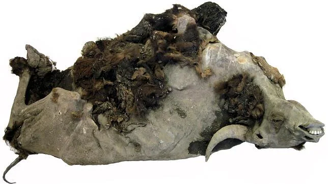 Fotografía de uno de los ejemplares de bisonte prehistórico extraídos del permafrost siberiano y analizado en la Universidad de Almería