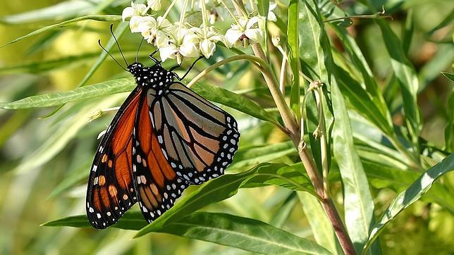 Han llegado más mariposas monarca a los santuarios mexicanos esta temporada