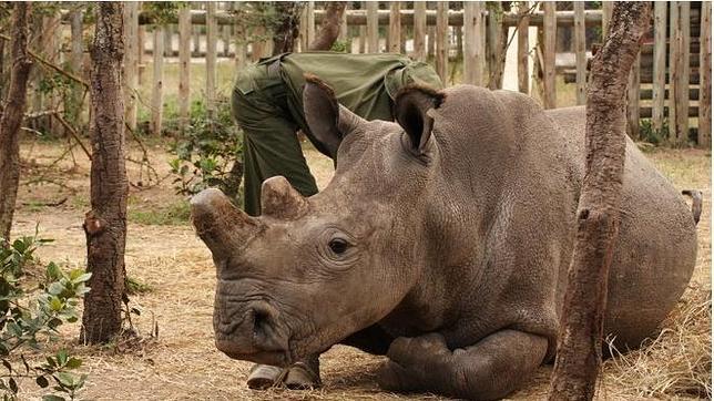 Plantean emplear técnicas de fecundación in vitro para salvar de la extinción al rinoceronte blanco del norte