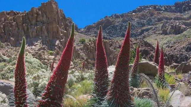 El tajinaste rojo es una de las plantas endémicas de Tenerife que podría estar en peligro