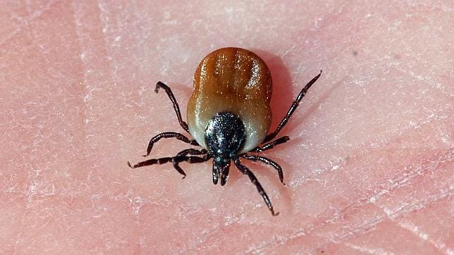 Cómo prevenir las picaduras de las garrapatas, Ticks