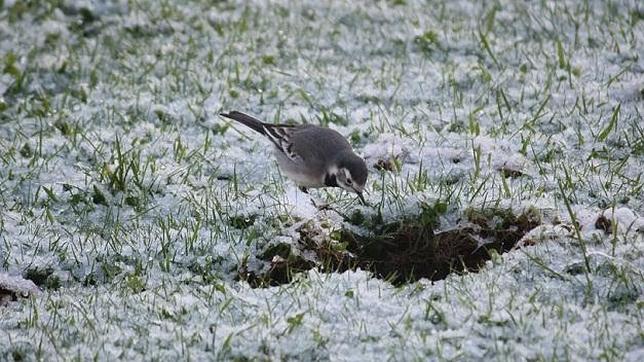 Las lavanderas predicen el frío y la nieve, como puede verse en esta foto del blog de Mónica Fernández Aceytuno