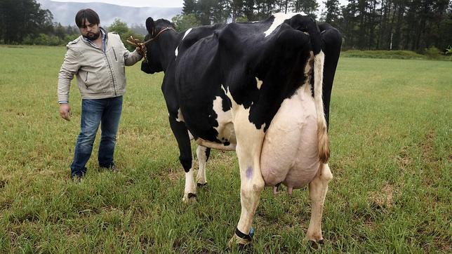 La leche en origen se desplomó más de siete céntimos en un año