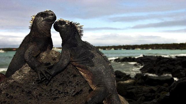 Firman una declaración de emergencia ambiental para Galápagos tras el varamiento de un buque