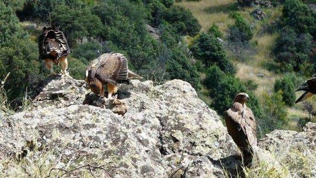 Italia envía a España dos águilas de Bonelli para que se reproduzcan con éxito