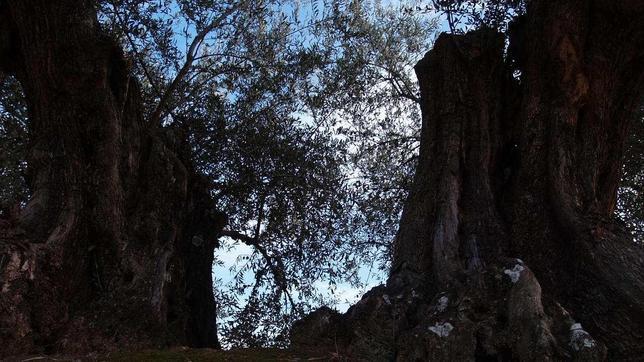 El «Perdigocho de la Cárcava», el mejor Olivo Monumental de Madrid