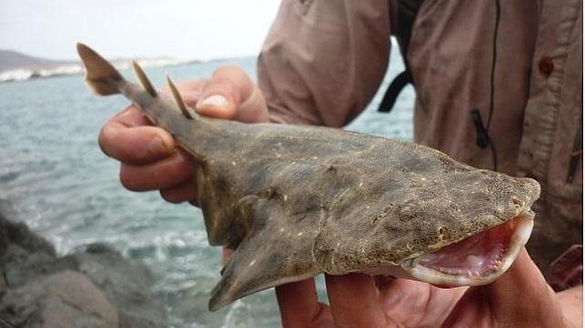 Denuncian capturas de crías de tiburones en peligro de extinción en Canarias