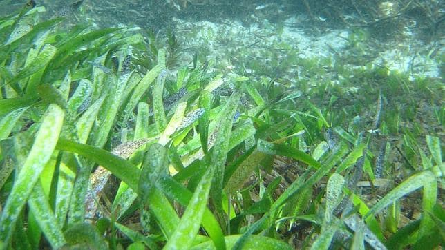 Las praderas submarinas de Posidonia almanacenan grandes cantidades de dióxido de carbono