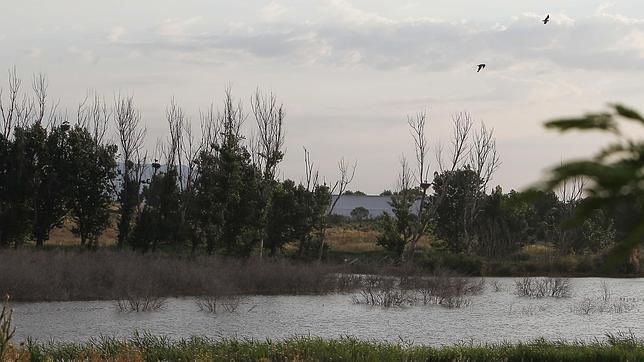 Humedales de Castilla-La Mancha: «Si el agua pierde calidad, su ciclo no será sostenible»