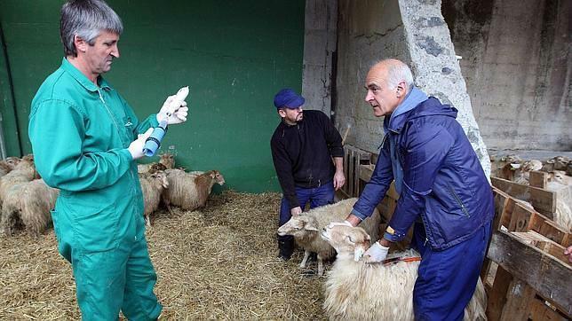 Las vacunas contra la lengua azul no tendrán coste para los ganaderos