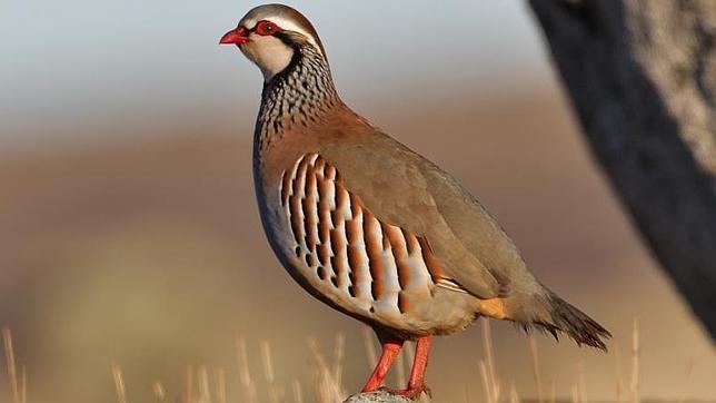 Adiós a la ancestral caza de la perdiz con reclamo en Castilla La-Mancha