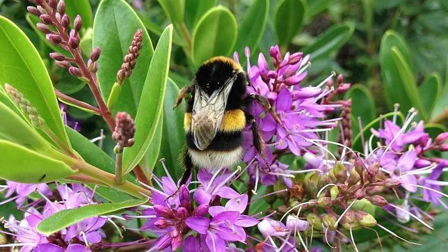 El abejorro europeo se hace fuerte en la Patagonia
