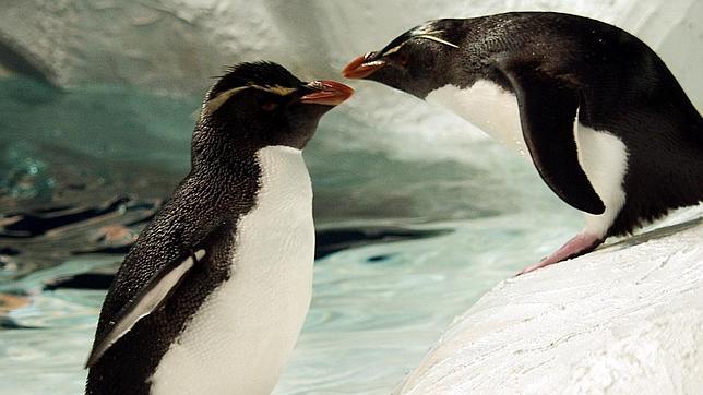 La historia de amor de Bob y Niki, los pingüinos que llevan juntos 20 años