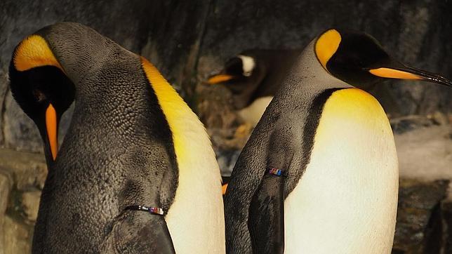 Los pingüinos perdieron el gusto de los sabores dulce, amargo y umami por el frío