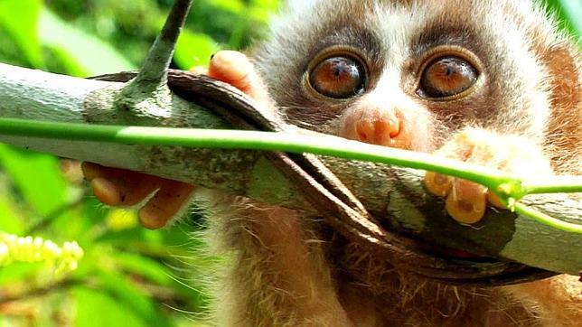 El 2015 no será un año propicio para encontrar a alguien con quien compartir tu vida