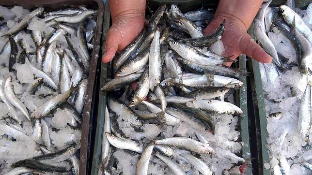 Sardinas, boquerones y caballas se desplazan al norte por el calentamiento de los océanos