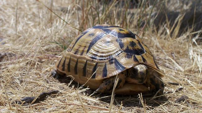 Tortuga mora: aprobado un programa de seguimiento para conservar la especie