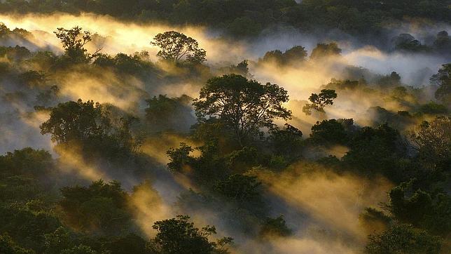 Arrestan en Brasil al «mayor deforestador» de la selva amazónica